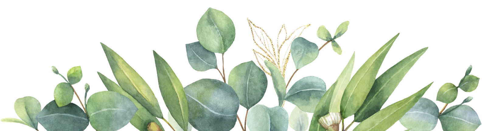 Watercolor eucalyptus leaves. Flower illustration